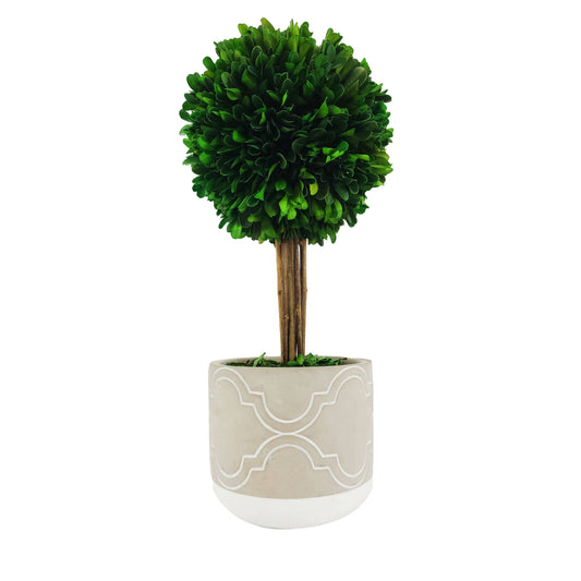 Natural Preserved Boxwood  Gray 14" Tall  5.9" Topiary